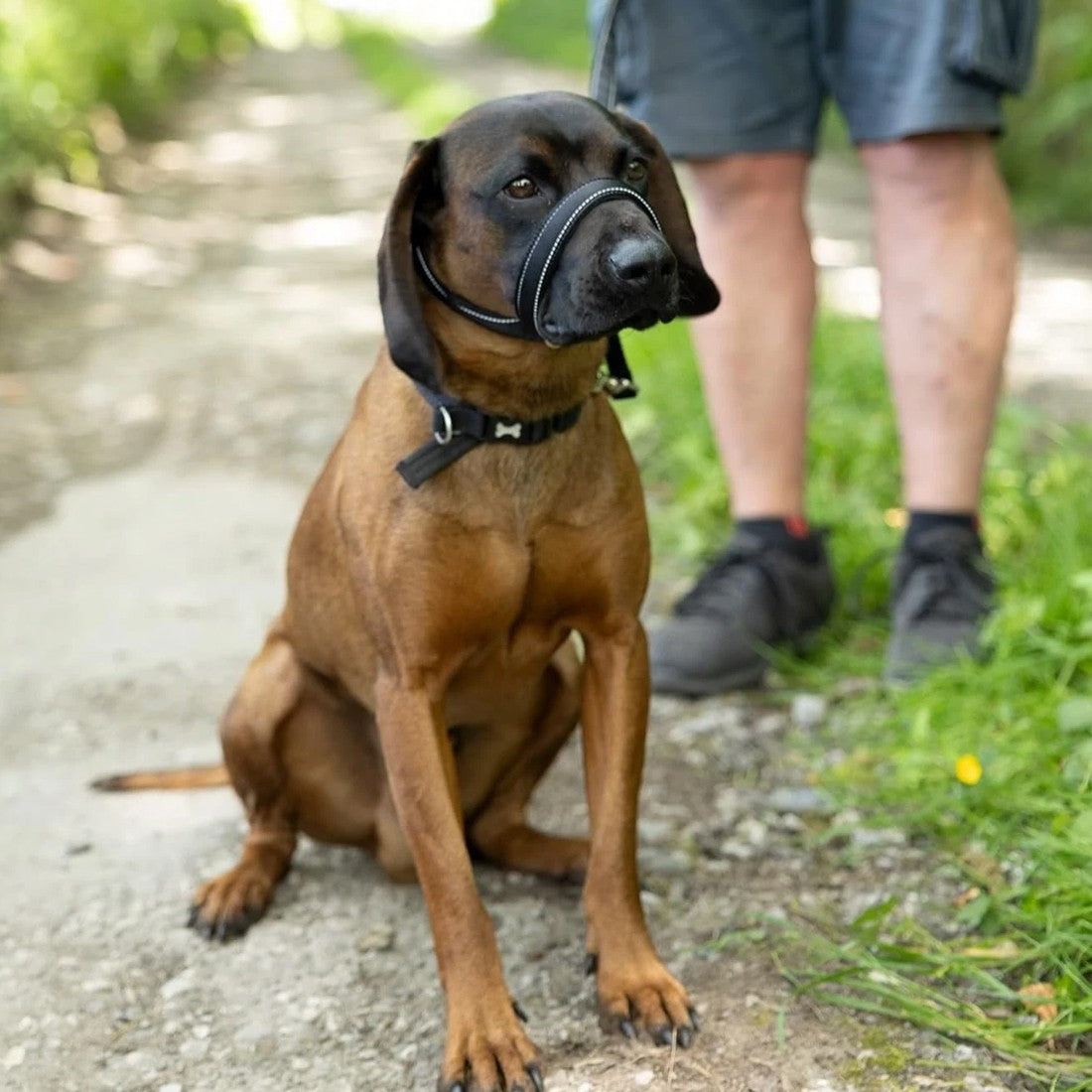 Anti-Pull Dog Leash with Head Collar & Waste Bag Dispenser - product image 10