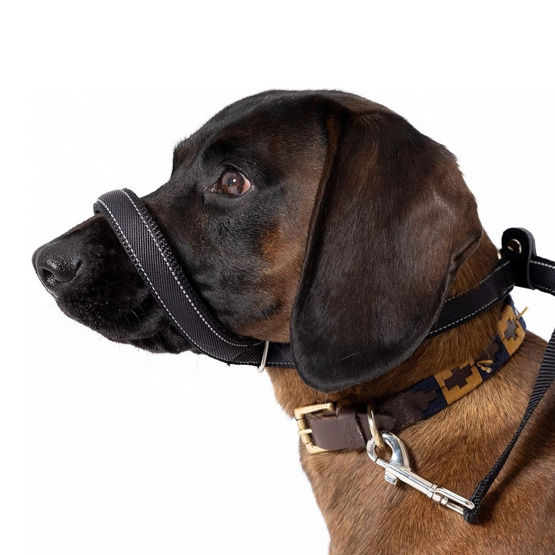 Anti-Pull Dog Leash with Head Collar & Waste Bag Dispenser - product image 6