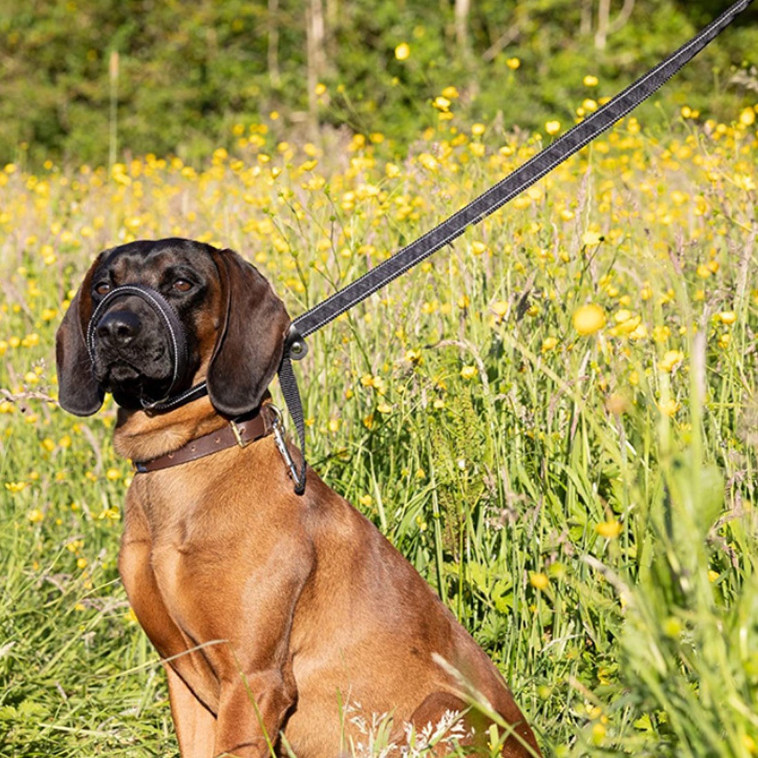 Anti-Pull Dog Leash with Head Collar & Waste Bag Dispenser - product image 8
