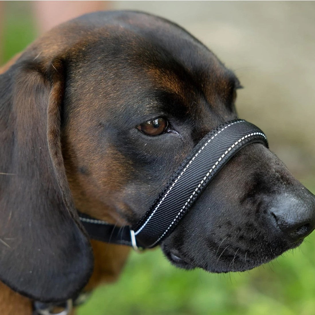 Anti-Pull Dog Leash with Head Collar & Waste Bag Dispenser - product image 9